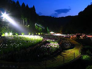 播州山崎花菖蒲園ライトアップ夜景