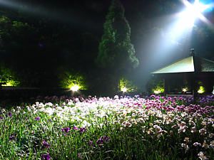 播州山崎花菖蒲園ライトアップ夜景