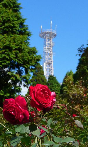 バラの花と六甲山上のアンテナ