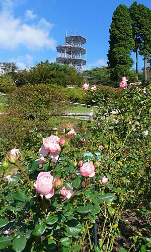 バラの花六甲山上のアンテナ