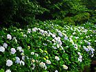 再度公園のアジサイの花無料写真素材/六甲山の風景写真