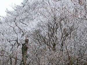 六甲山 山頂付近の樹氷・六甲山の雪景色