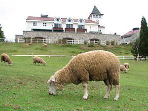 羊(ヒツジ)と神戸チーズ館