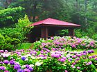 あじさい園とあじさい広場・神戸森林植物園/紫陽花(アジサイ)の壁紙写真