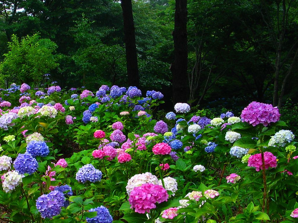 あじさい園とあじさい広場 神戸森林植物園 壁紙写真集 無料写真素材