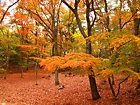 六甲山の紅葉・神戸森林植物園紅葉の壁紙写真