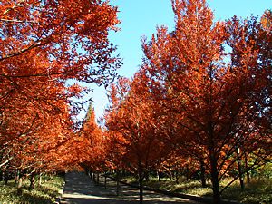 神戸市立森林植物園のメタセコイアの紅葉