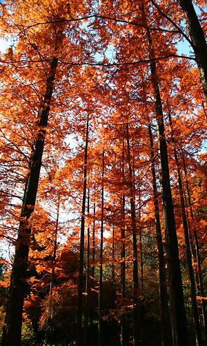 神戸市立森林植物園のメタセコイアの紅葉