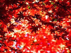 神戸市立森林植物園のモミジの紅葉