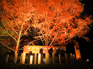 神戸市立森林植物園の紅葉のライトアップ