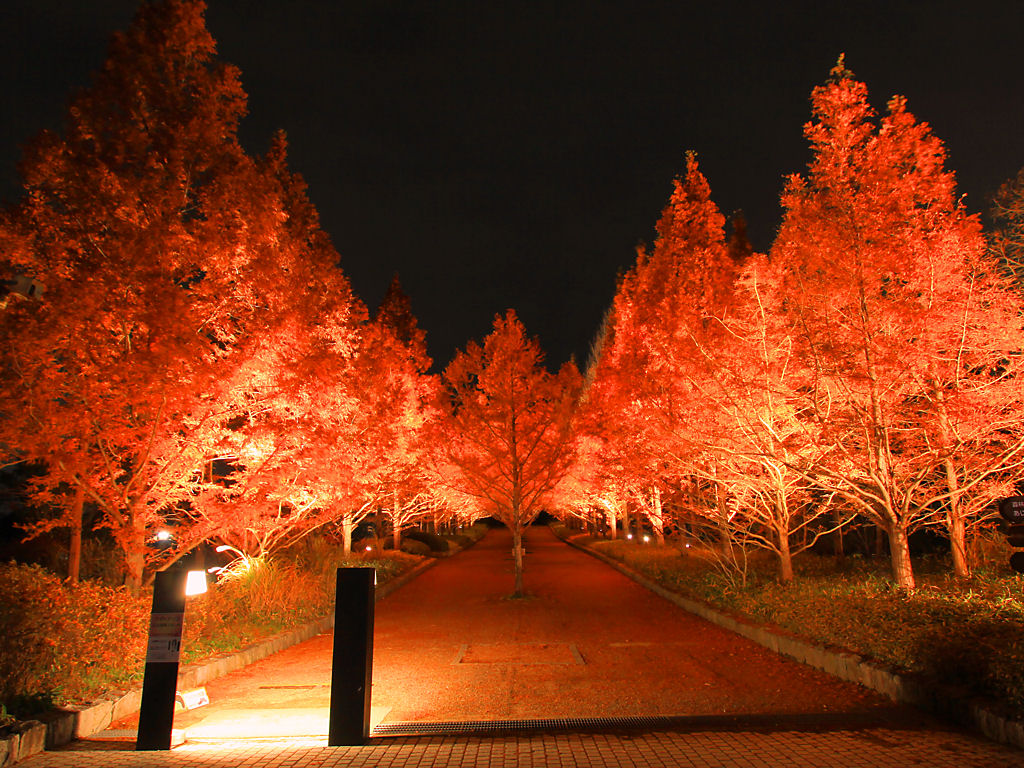 神戸市立森林植物園 紅葉のライトアップ 森を彩る光の饗宴 神戸六甲山の紅葉おすすめスポット 壁紙写真集 無料写真素材