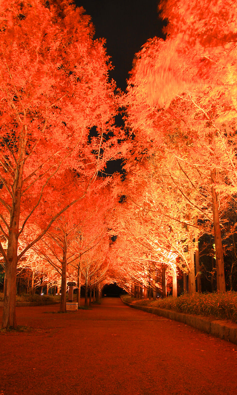 神戸市立森林植物園 紅葉のライトアップ 森を彩る光の饗宴 神戸六甲山の紅葉おすすめスポット 壁紙写真集 無料写真素材