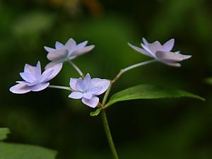 七段花(シチダンカ)・幻の紫陽花(アジサイ)の花