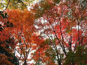 城山展望公園周辺はカエデやもみじの紅葉が美しい