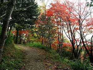 城山登山道の紅葉