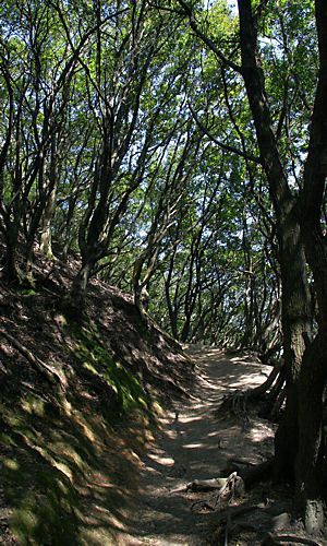 高倉山へ向かうハイキングコース