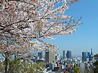諏訪山公園・金星台と桜の風景無料写真素材