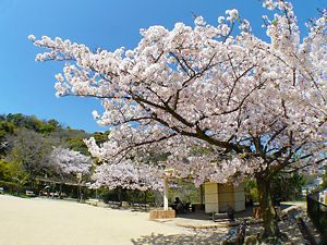 諏訪山公園・金星台の展望広場と桜