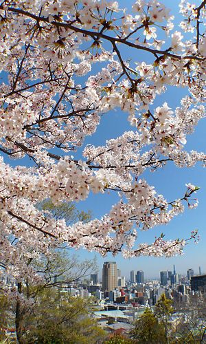 諏訪山公園 金星台の桜と神戸の街並み