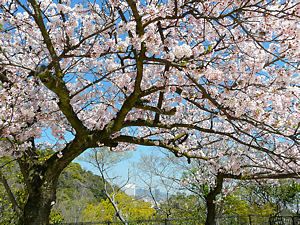 諏訪山公園 金星台の桜