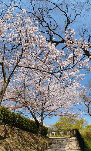 諏訪山公園 金星台の桜