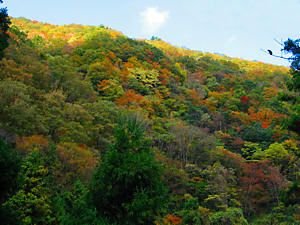 紅葉に色づき始めた阿瀬渓谷を取り巻く山