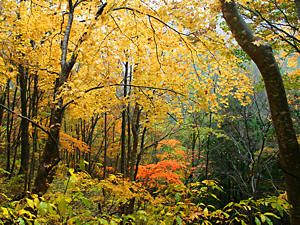 阿瀬渓谷の山々の黄葉