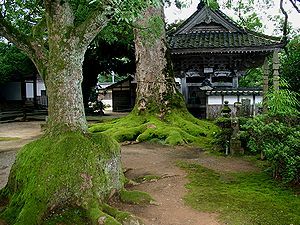 楠の根本と大乗寺の山門
