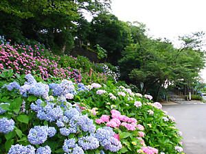 玄武洞公園のアジサイ(紫陽花)