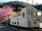 一円電車(トロッコ電車)と生野銀山・銀山の八重桜