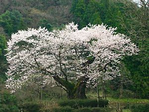 ほそき神社のおまき桜（麻蒔桜）