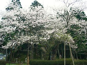 ほそき神社のおまき桜（麻蒔桜）