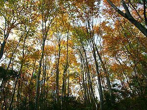 氷ノ山登山道の落葉広葉樹の黄葉