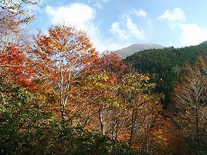 落葉広葉樹の黄葉と氷ノ山の山頂