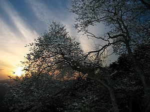 糸原のみづめ桜と御祓山の夕日