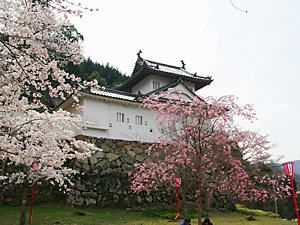 出石城と桜