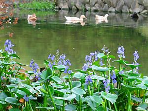 水葵（ミズアオイ）の花と鴨