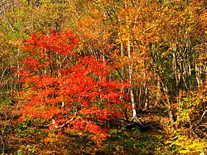 神鍋渓谷公園・一ツ滝付近の紅葉