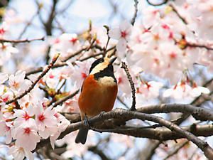桜の花と野鳥