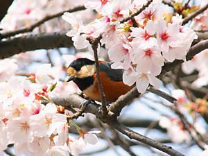 桜の花と野鳥