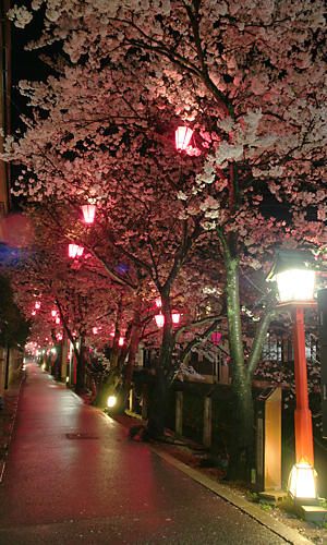 桜のライトアップ夜景・城崎温泉の夜景