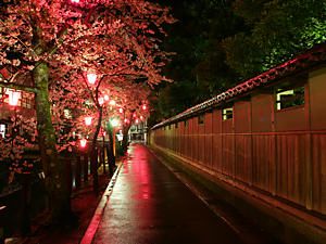 桜のライトアップ夜景・城崎温泉の夜景