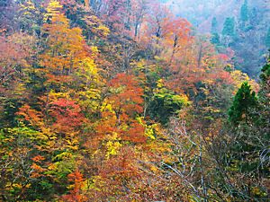 霧ヶ滝渓谷の紅葉