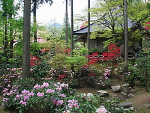 金剛寺の石楠花園