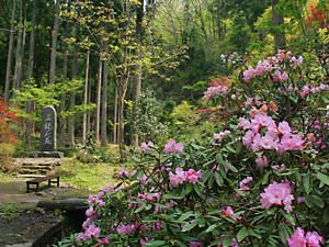 金剛寺の石楠花園