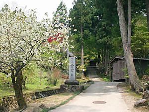 金剛寺の参道に咲く桜