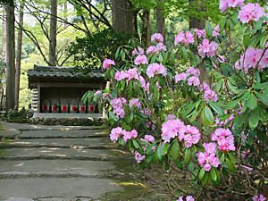 金剛寺の参道に咲く石楠花