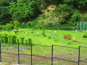 兵庫県立コウノトリの郷公園のコウノトリ公開ゲージ