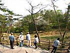 加保坂ミズバショウ公園・日本のミズバショウ分布の南西限大屋町