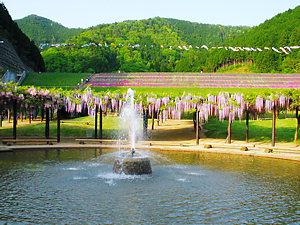 白井大町藤公園の噴水と藤棚の風景